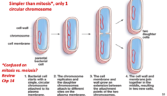 <p>How do prokaryotes reproduce? Describe this process</p>