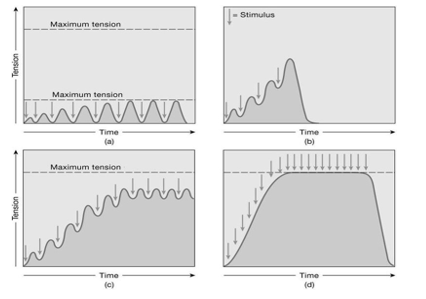 <p><span>The addition of one twitch to another, each stronger than the last, as shown in graph b is called&nbsp;</span></p>