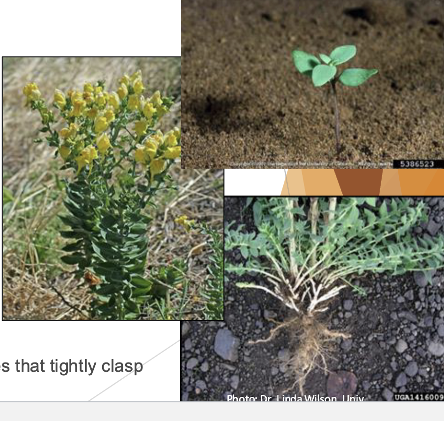 <p>leaves are waxy, blue-green and heart</p><p>shaped</p><p>Large, yellow flowers with white</p><p>or orange throats produced in</p><p>terminal clusters</p><p>bigger more flowers, thicker leaves</p>