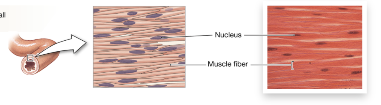 <ul><li><p>small and lack striations</p></li></ul><p></p>