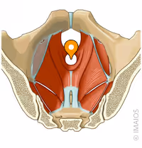 <p>Opening or region in the pelvic floor that allows passage of the digestive and reproductive tracts.</p>