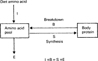 <p>What is nirogen balance</p><p></p>