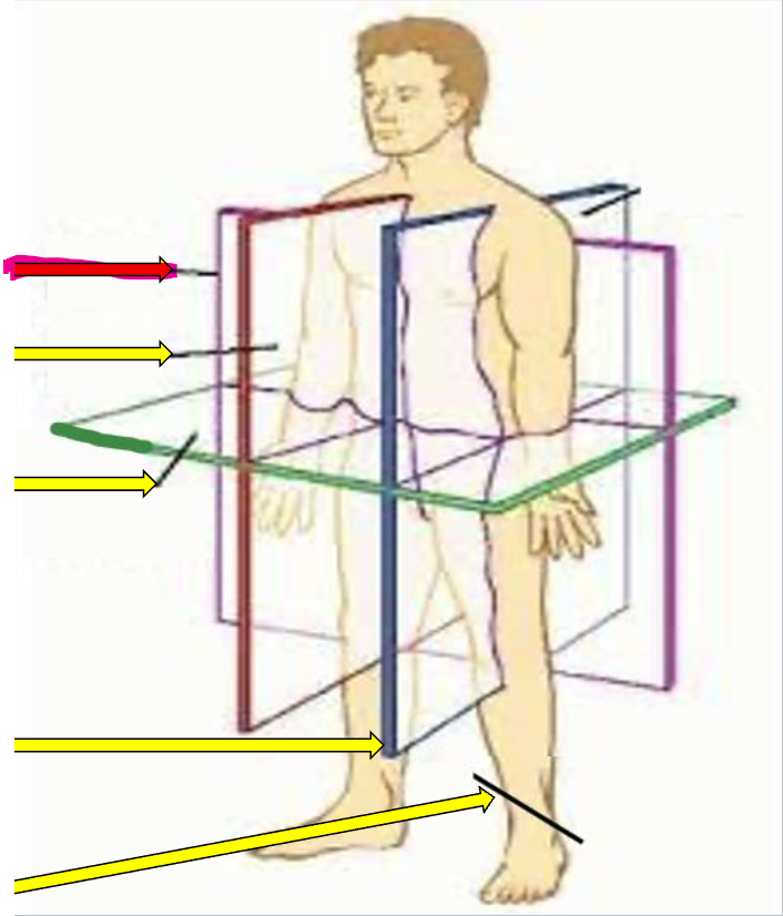 A cut that splits the body into a front part and a back part