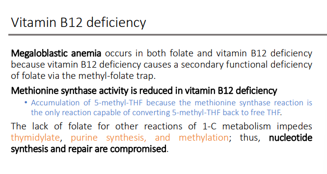 <ol><li><p>thymidylate</p></li><li><p>purine synthesis</p></li><li><p>methylation</p></li></ol><p>Nucleotide synthesis and repair are compromised </p>