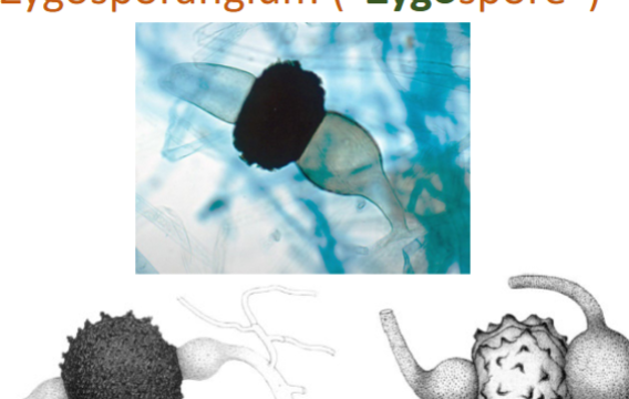 <p>Zygosporangium</p>