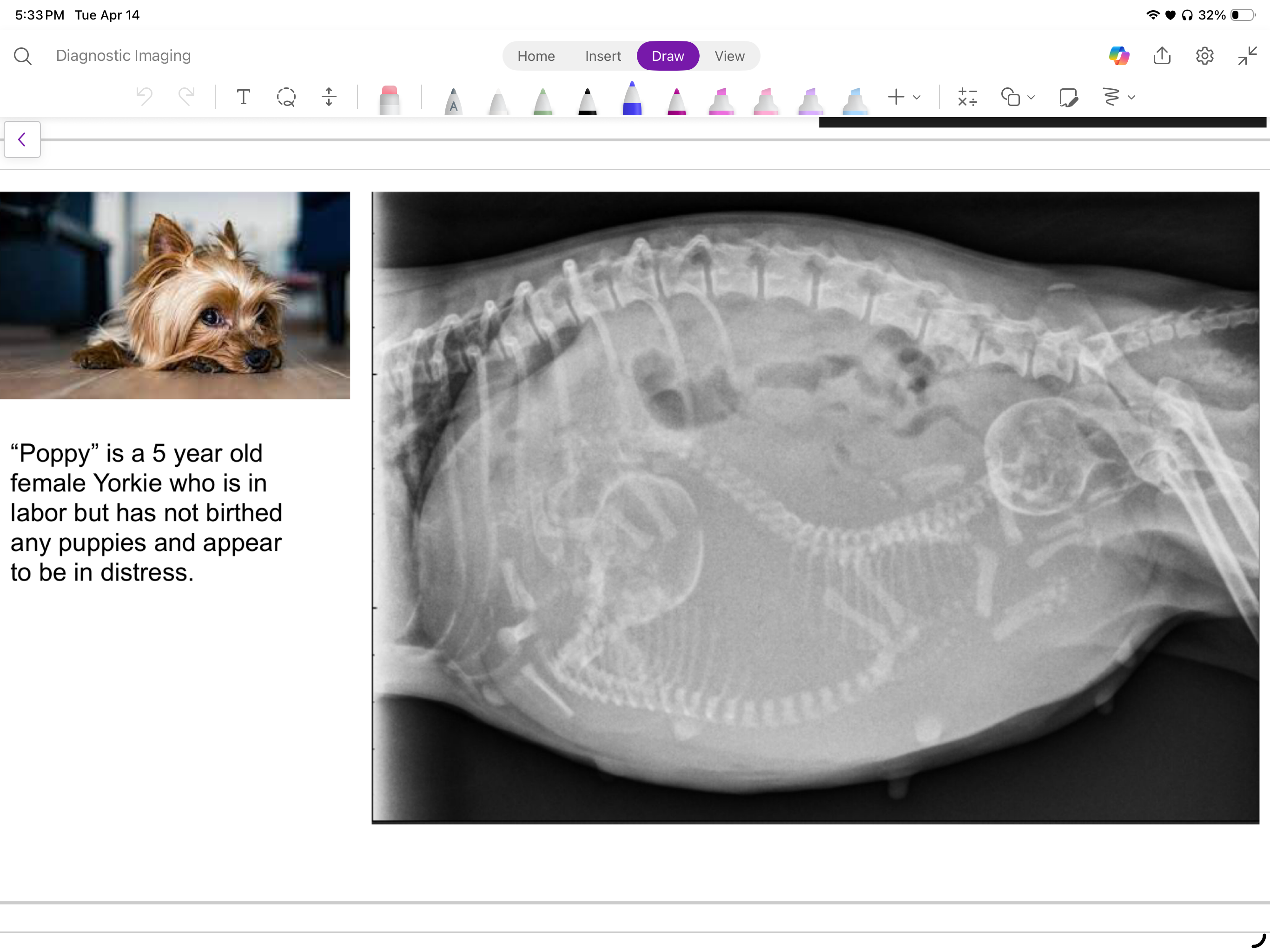 <p>poppy is a 5 yo female yorkie who is in labor but has not birthed any puppies &amp; appear to be in distress</p><p>what are the findings &amp; DDX?</p>
