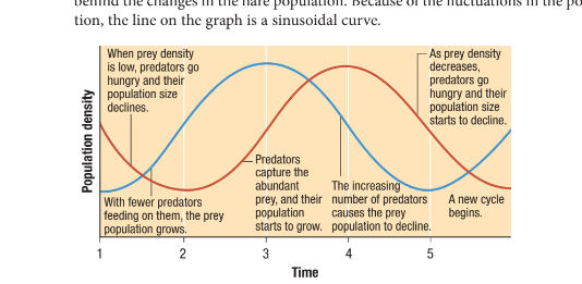 <ul><li><p>when prey population increases, predator population decreases and vise versa</p></li><li><p>predation is an example of interspecific competition</p></li><li><p>ex: population of lynx (primary eats snowshoe-hares) tended to rise and fall just a year or two after the changes in snowshoe-hare population</p><ul><li><p>caused by complex interactions between the hare populatios</p></li><li><p>other factors affecting the cycling of population size: catastrophic natural events, changes in climate, and human interference I.e addition of non native species and habitat destruction)</p></li><li><p>these fluctuations make a sinusoidal graph</p></li></ul></li></ul><p></p>
