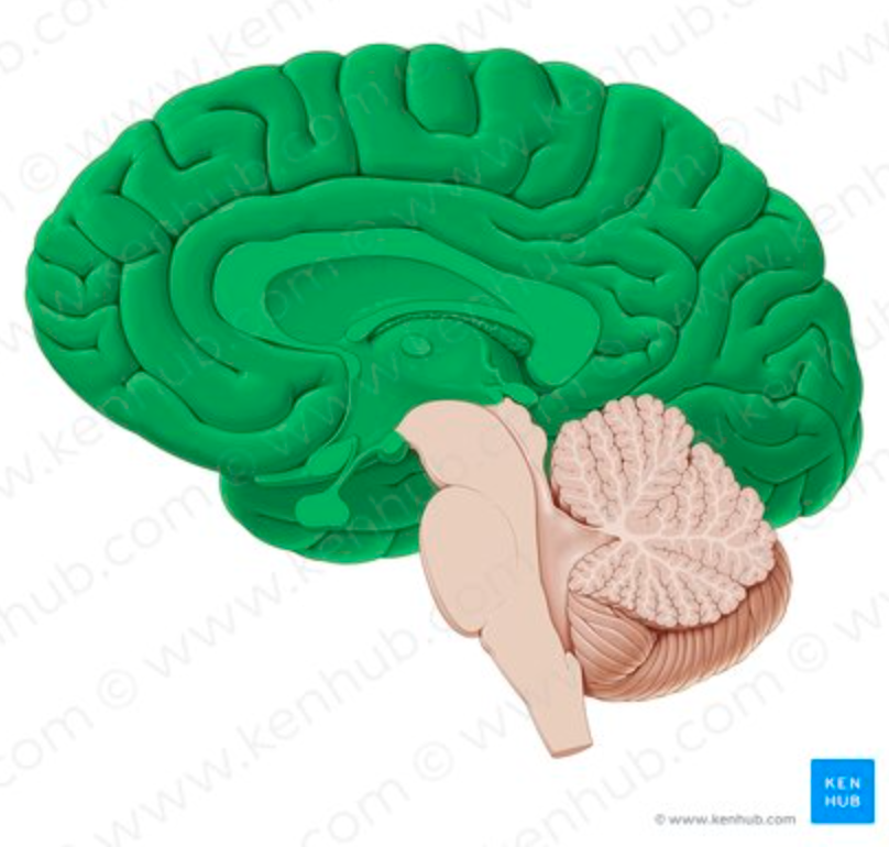 <p>What MAJOR REGION contains CORPUS CALLOSUM? </p>