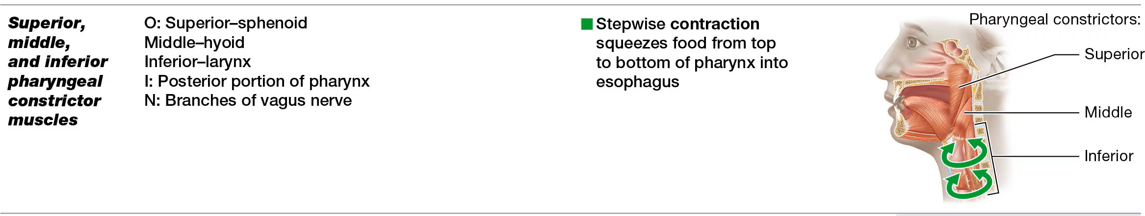 <p>stepwise contraciton squeezes food from top to bottom of pharynx into esophagus</p>