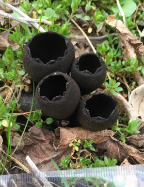 <p><span>Urnula criterium</span></p>