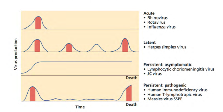 <p>General Patterns of Infection</p>