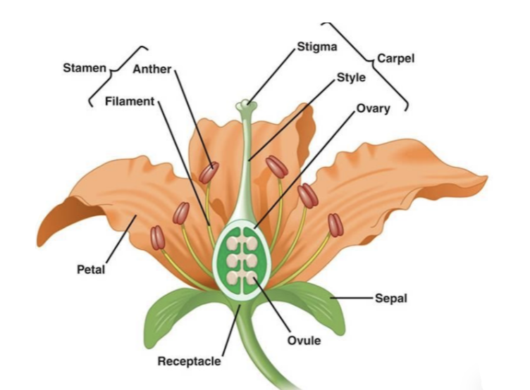<p>Flower Parts</p>