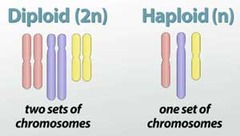 <p>a cell with two sets of chromosomes </p><p>(46 in total)</p>