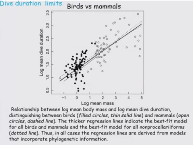 <ul><li><p>Halsey et al., 2006</p></li><li><p>Oxygen stores/ usage hypotheisis suggests that larger animals can dive for longer and deeper because oxygen storage scales isometrically (goes up linearly) with body mass</p></li><li><p>Whereas, oxygen usage scales allometrically with an exponent <1 (uses oxygen less quickly)</p></li><li><p>True when compared with birds and mammals, but birds tend to dive deeper than mammals of equivalent mass </p></li></ul><p></p>