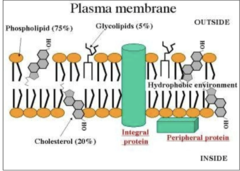 <p>The hydrophobic tail of lipids usually occur towards what of the membrane? what does this form?</p>