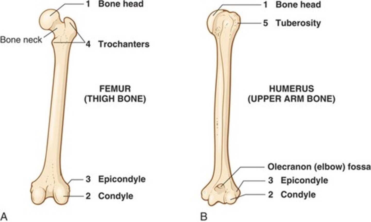 <p>Immature osteocytes that produce bony tissue.</p>