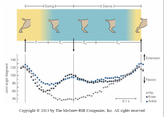 <p>flexors and extensors inhibit each other reciprocally, giving rise to alternating stepping movements, flexion and first extension, occurring when the foot is off the ground, and second extension and third extension, occurring when the foot makes contact with the ground</p>