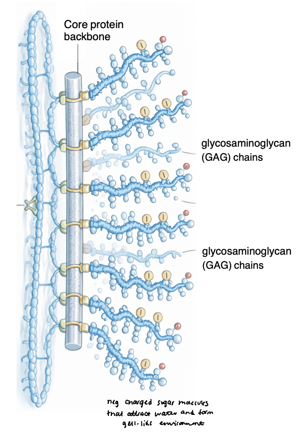 <p>act as structural “fillers” for the ECM </p><ul><li><p><em><u>hydration and cushioning </u></em></p><ul><li><p>(-) charged CAG chains, long unbranched sugar molecules that attract water </p></li><li><p>form hydrated gel-like environments in tissue </p></li><li><p>provide resistance to compression </p></li></ul></li><li><p><em>act as <u>reservoirs</u> for growth factors and cytokines </em></p><ul><li><p>regulate diffusion of signaling molecules </p></li><li><p>protects them from degradation and controlling availability for cell surface receptors </p></li></ul></li><li><p><em>contribute to tissue </em><strong><em>biomechanics</em></strong><em> </em></p><ul><li><p>control viscosity, porosity, and ECM spacing </p></li><li><p>sensors for <u>mechanical force</u> in tissues (bone, cartilage) in response to physical activity </p></li></ul></li></ul><p></p>