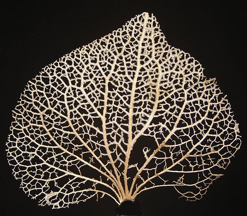 <p><span style="background-color: transparent;">when plant parts—such as leaf veins, branches, or stems—branch out and then reconnect to form a web-like net</span></p>