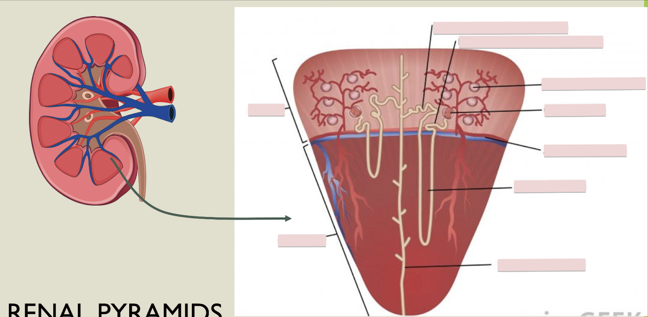 <p>Label the figure</p>