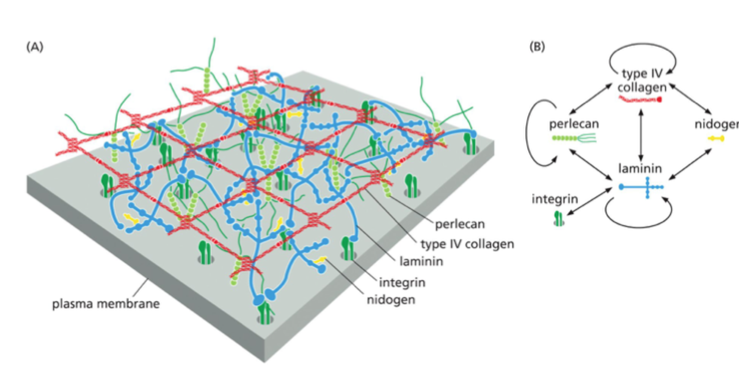 <p>Hvad gør <strong>nidogen</strong> i basal lamina?</p>