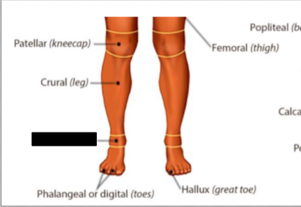<p>what anatomical region is this?</p>