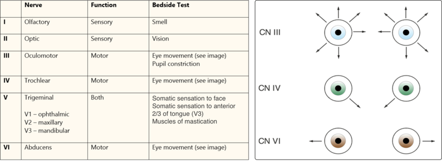 <p>Oculomotor</p><p>Motor</p><p>Eye movement and pupil constriction</p><p>3 - eye lashes so all movement</p>