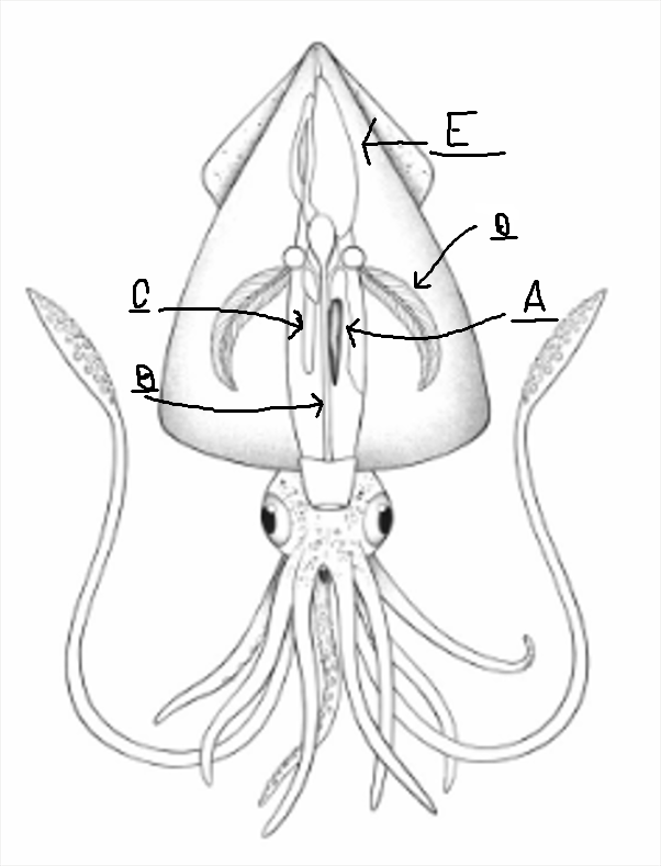 <p>What does letter B show in this diagram?</p>