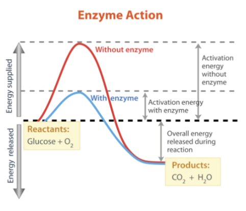 <p>Increase rate of</p><p>reaction without</p><p>becoming part of the</p><p>product</p><p>Lowers</p><p>activation</p><p>energy</p>