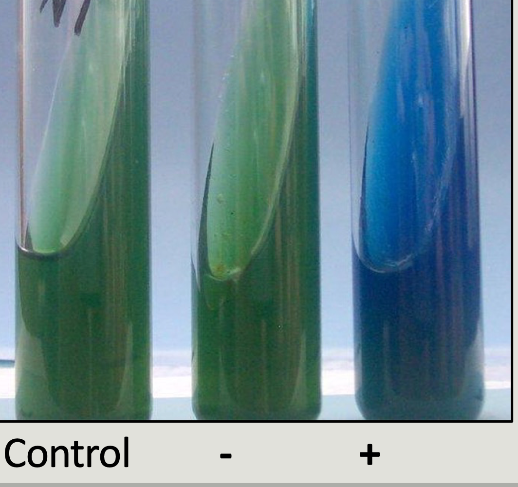 <ul><li><p>detects utilization of citrate as sole carbon source for growth</p></li><li><p>Indicator: bromothymol blue</p></li></ul><p></p>