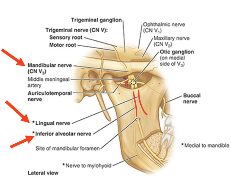 <ul><li><p><strong>inf alveolar</strong> = innervation of mandibular <strong>teeth</strong></p></li><li><p><strong>lingual nerve</strong> = <strong>sensory to ant 2/3 </strong>of tongue</p><ul><li><p>not taste</p></li></ul></li></ul><p></p>