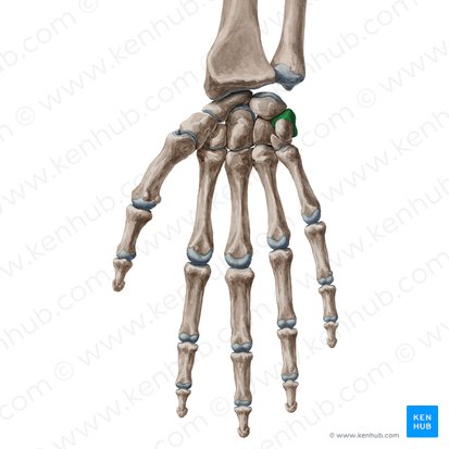 <p>Which carpal bone is this</p>