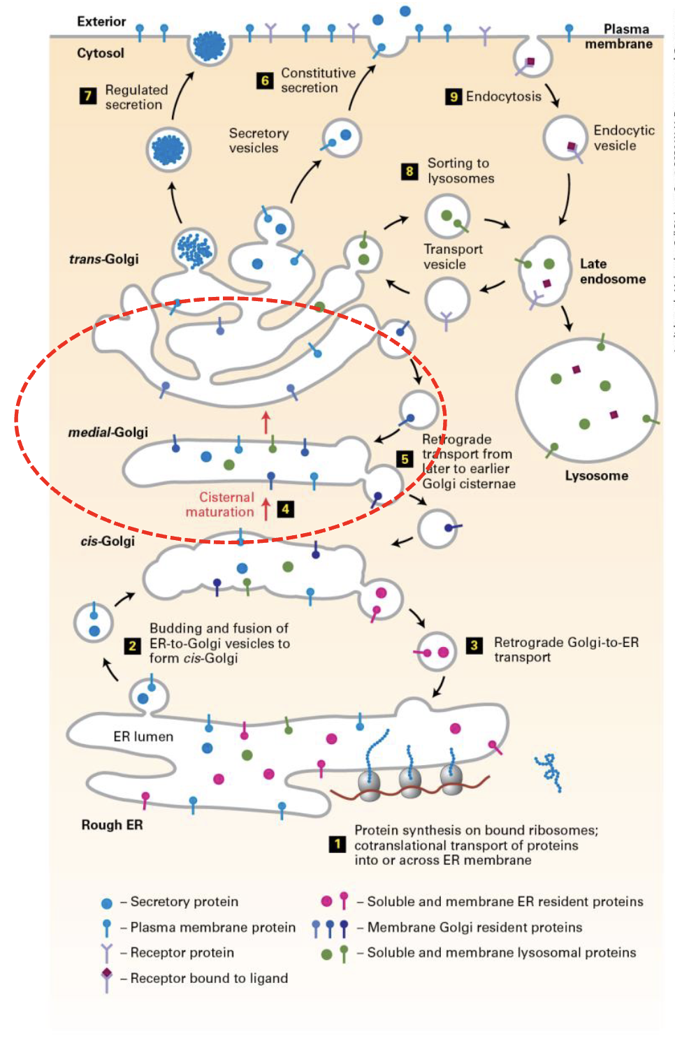 <p>Cisternae are the sites of Golgi metabolism</p><ul><li><p>synthesis of complex polysaccharides used for plant cell walls</p></li><li><p>modification (glycosylation) of proteins/lipids</p></li><li><p>phosphorylation of mannose units in lysosomal-destined proteins</p></li></ul><p></p>