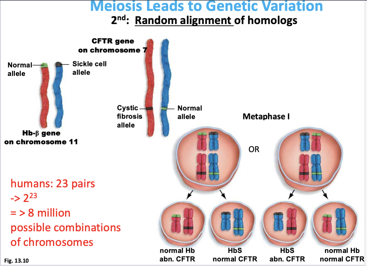 <ul><li><p>based on how homologous chromosomes align along metaphase plate</p></li><li><p>either only maternal or only paternal (in this case) or swapped → different combinations of chromosomes </p></li></ul><p></p>