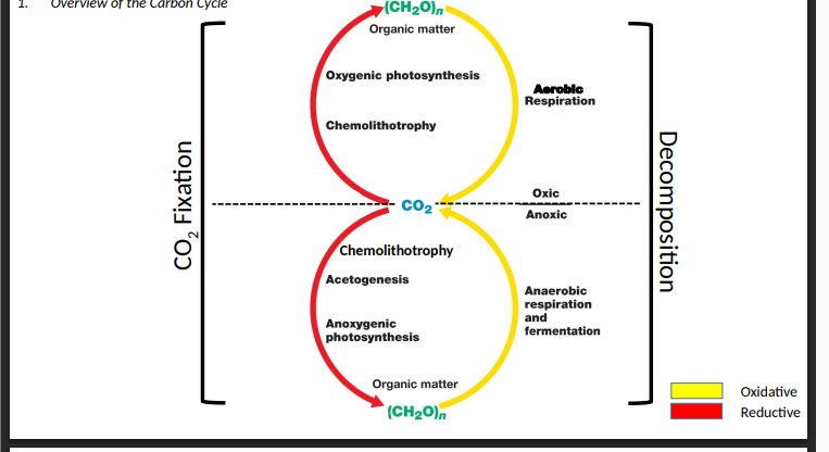 <p>Overview of the Carbon Cycle</p>