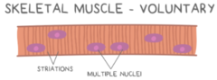 <p>voluntary</p>