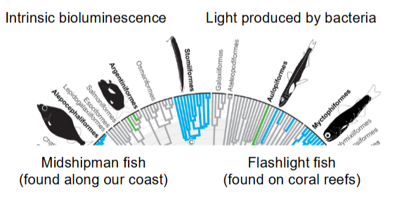 <p>- Produced by a chemical reaction</p><p>- May be produced by the fish or symbiotic bacteria</p><p>- Functions in camouflage, defense, predation,</p><p>and communication.</p><p>Bioluminescence can be intrinsic</p><p>or from symbiotic bacteria</p>