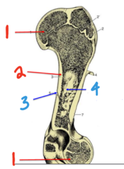 <p>what bone aspect is being indicated internally by 3</p>