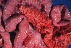 <p>A pig presents with a thickened intestinal "garden hose" ileal wall. It is over 7 weeks old. Thoughts?</p>