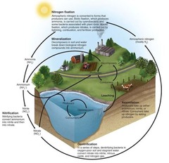 <p>The movement of nitrogen around the biosphere.</p>