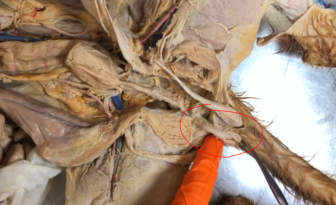 <p>What structure is this</p>