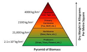<p>what does the pyramid of biomass show</p>
