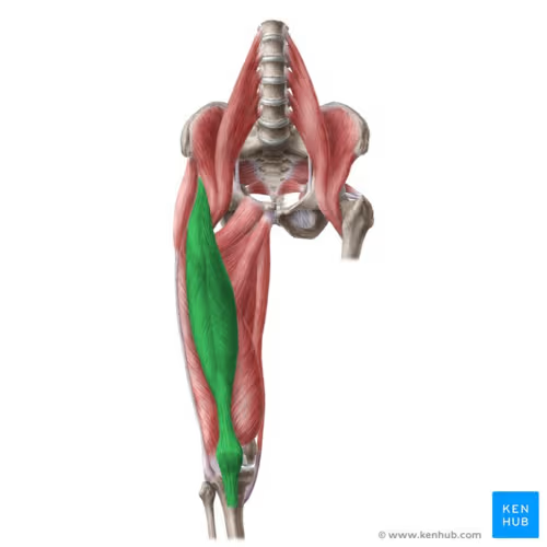 <p>Name of this muscle?</p>