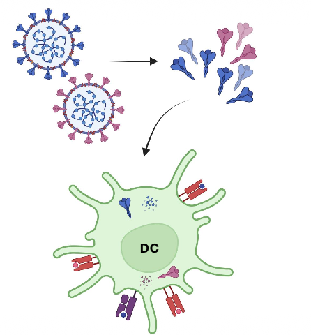 <p>Subunit vaccines use pieces of the pathogen to elicit an immune response</p><ul><li><p class="p1">Subunits from different strains can be used together in one vaccine (Gardasil-9)</p></li><li><p class="p1">Subunit vaccines typically require knowledge of immunodominant antigens</p></li></ul><p></p>