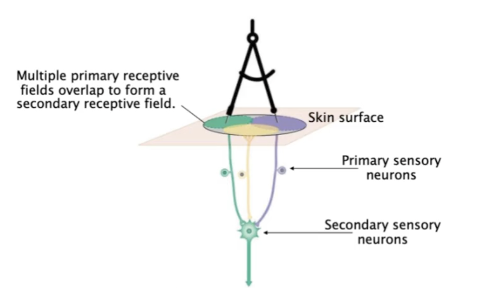 <p>Receptive Fields</p><ul><li><p>Convergence creates ____ receptive fields</p></li><li><p>two stimuli fall within a ____ receptive field → two points are received as ____</p></li></ul><p></p>