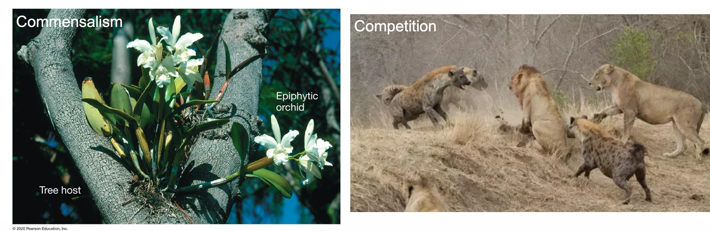 <p><strong><u>Community Ecology</u></strong></p><p class="p2"><strong>Interactions among __ in communities</strong></p><p class="p2">• Populations in a community interact in ways that can be:</p><p class="p3"><span data-name="arrow_right_hook" data-type="emoji">↪</span> ?,?,?</p><p class="p4">• There are <u>three/four</u> types of interactions among species in a community: What are they?</p>