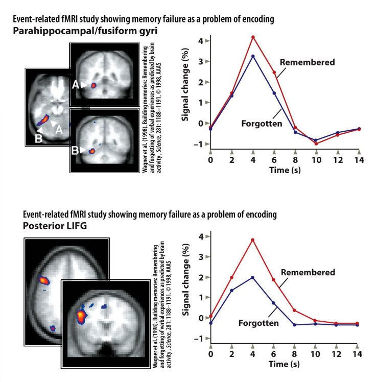 <p>Wagner et al. 1998</p>