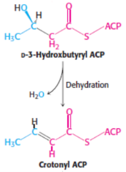 <p>4th step of fatty acid synthesis</p>