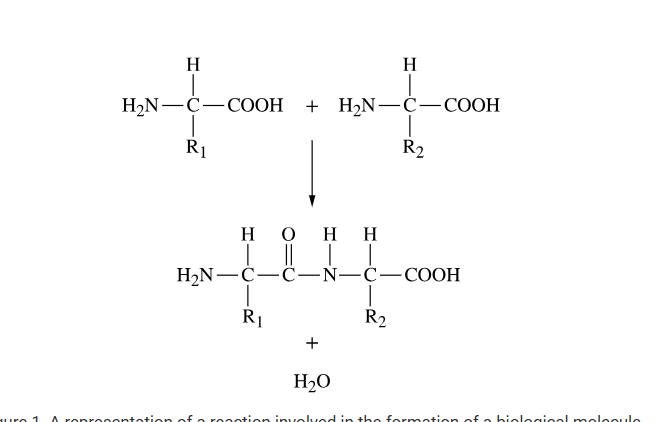 <p>Figure 1. A representation of a reaction involved in the formation of a biological molecule</p><p class="stem_paragraph">Which of the following best explains the reaction represented in Figure 1? </p><p class="stem_paragraph">A) It is a dehydration synthesis reaction involved in the formation of a lipid.</p><p>B) The reaction is the hydrolysis of a nucleic acid and results in the formation of a nucleotide.</p><p>C) The reaction is the hydrolysis of a nucleic acid and results in the formation of a phospholipid.</p><p>D) It is a dehydration synthesis reaction involved in the formation of a polypeptide.</p>