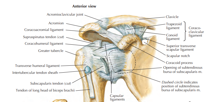 <p>Acromioclavicular ligament</p>